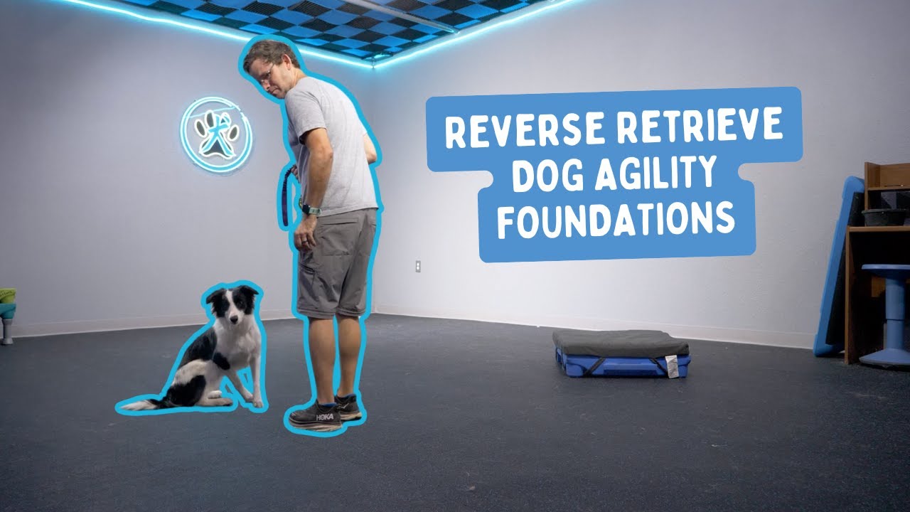 Front Cross and Blind Cross Foundations for Dog Agility HF1