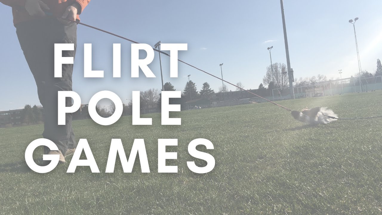 Flirt Pole Games for Your Dog!