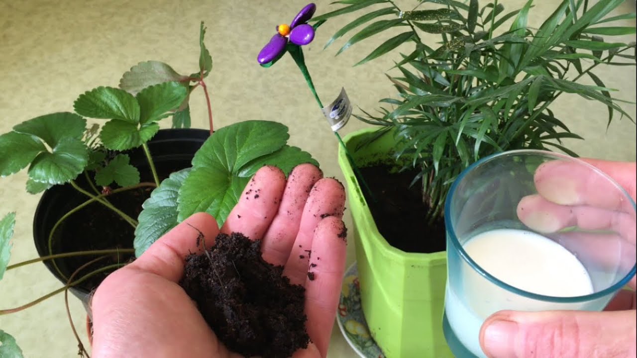 Le Lait , le Marc de caf&eacute; et les plantes