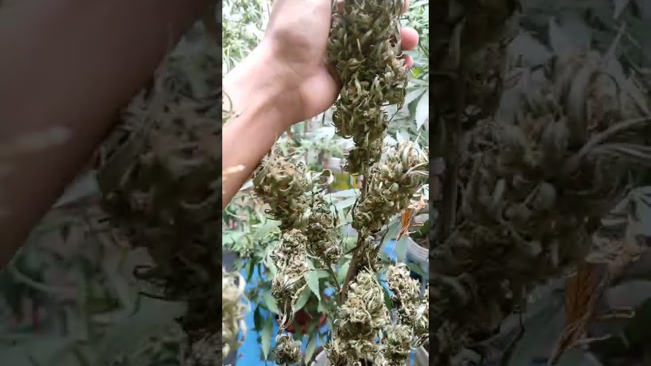 Gorilla glue #4 - BSF SEEDS - &uacute;ltima semana de floraci&oacute;n -cosecha
