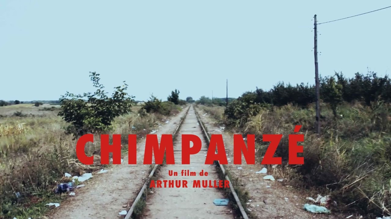Odezenne - Chimpanzé - Clip Documentaire Officiel