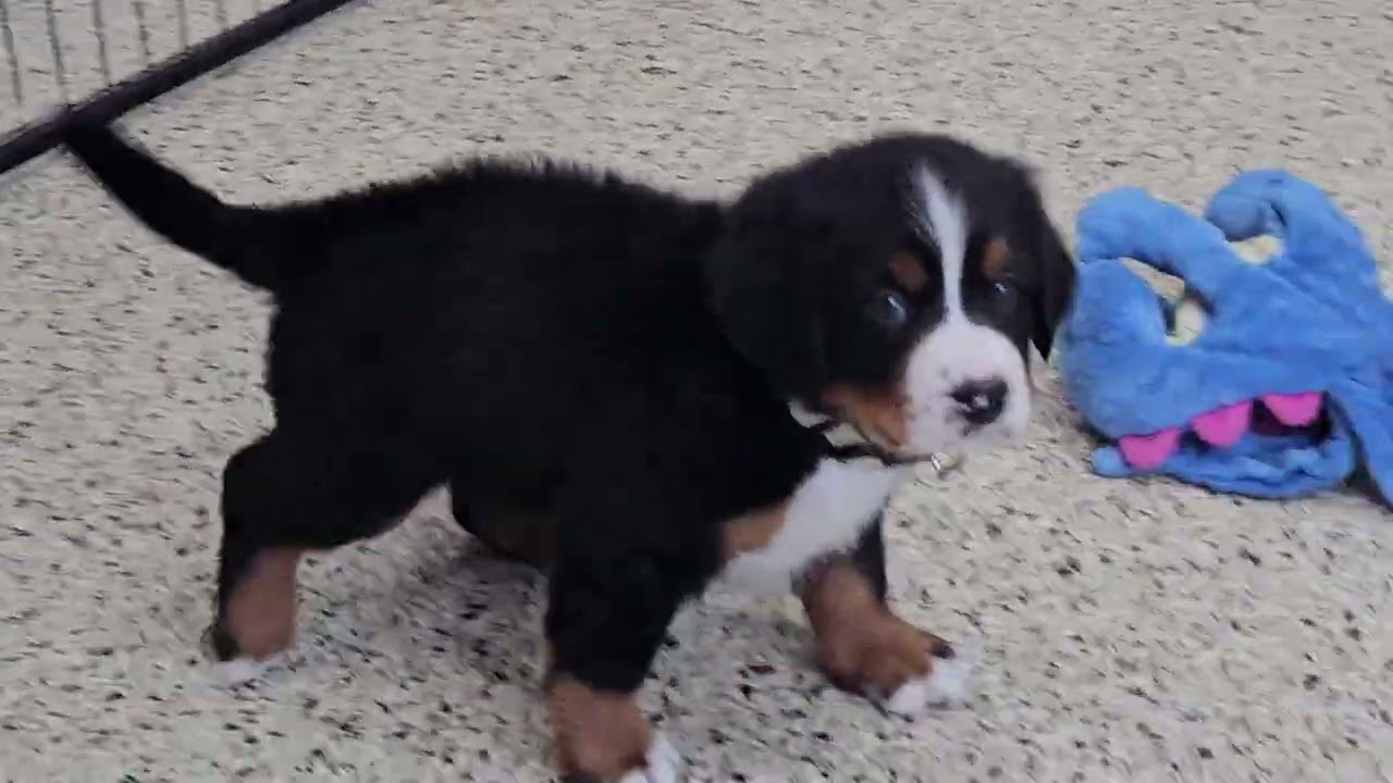 Cute Puppy Video Trinity Bernese Mt dog Puppy 