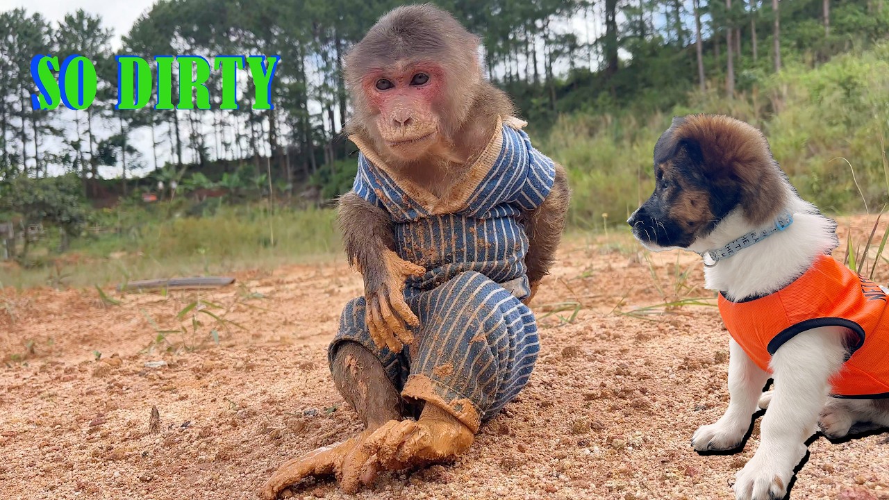 Mud & monkeys & dogs 🐶 Scariest thing in the rainy season in the jungle!