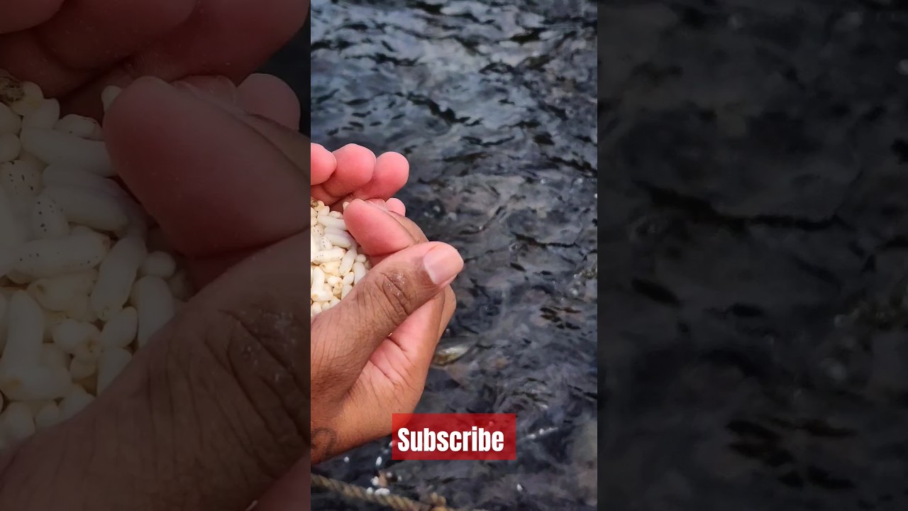 watch till end 😍 #viralvideo #temple #sringeri #fish