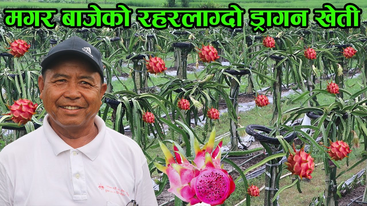 ७० बर्षका मगर बाजेले फलाए ड्रागन-भन्छन्,‘अब छोराको मुख ताक्न पर्दैन’ कति हुन्छ आम्दानी │Nepal Chitra
