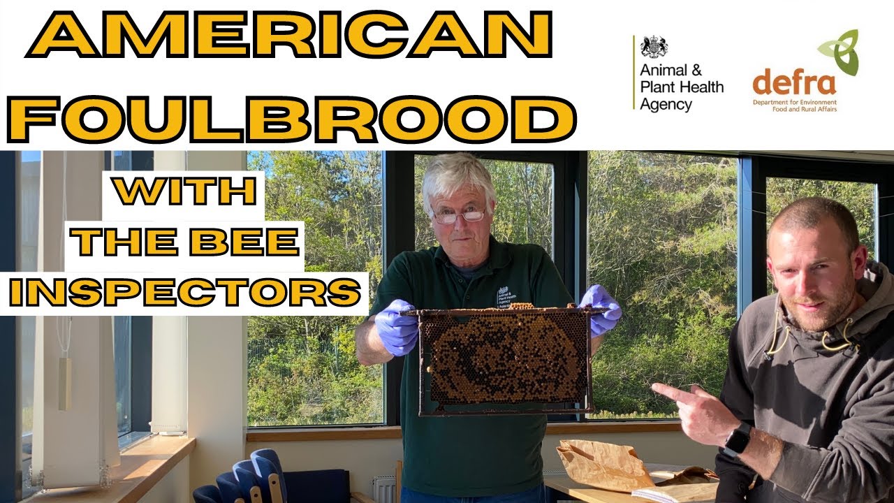 Identifying American Foulbrood In Honey Bees With The Bee Inspectors. AFB In Bees.