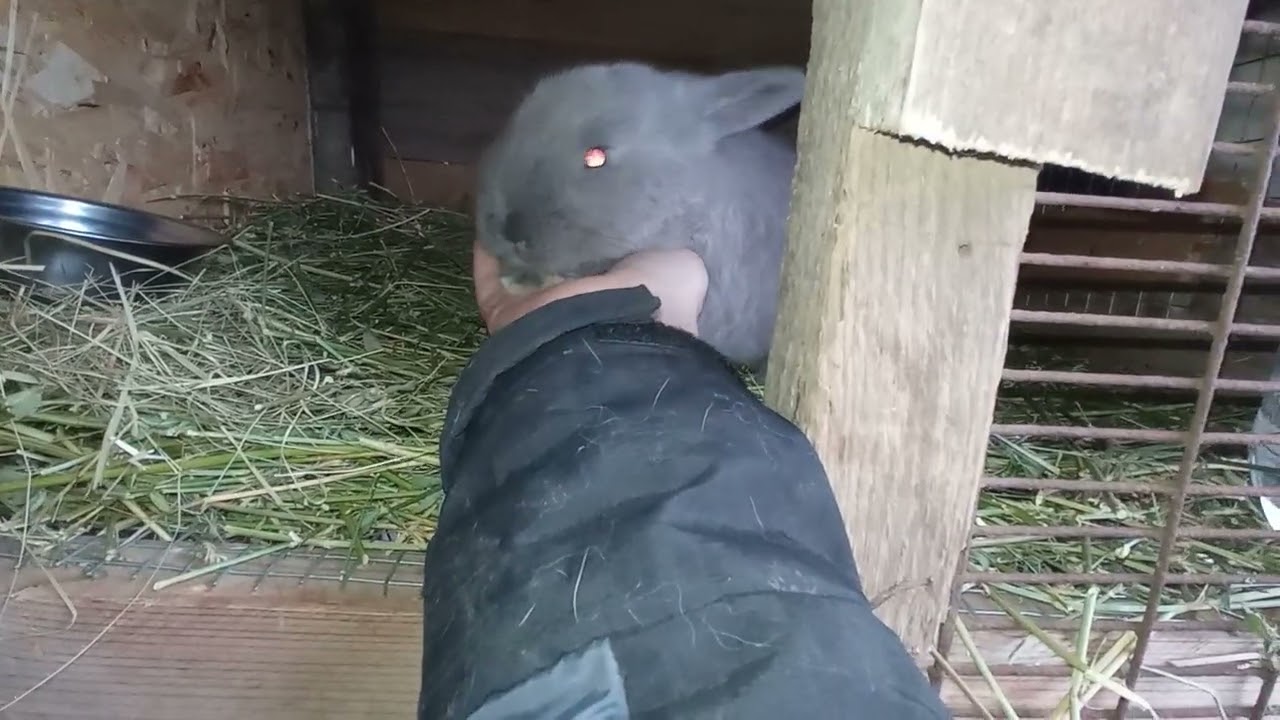 Кокцидиос у 🐰🐰🐰❤