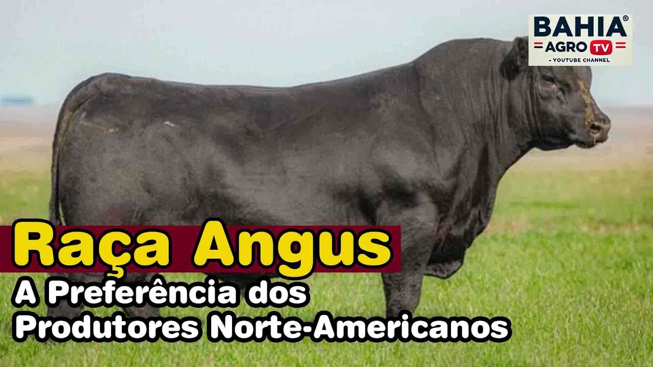 A Ra&ccedil;a Angus e seu Crescimento entre os Produtores Rurais nos Estados Unidos #angus