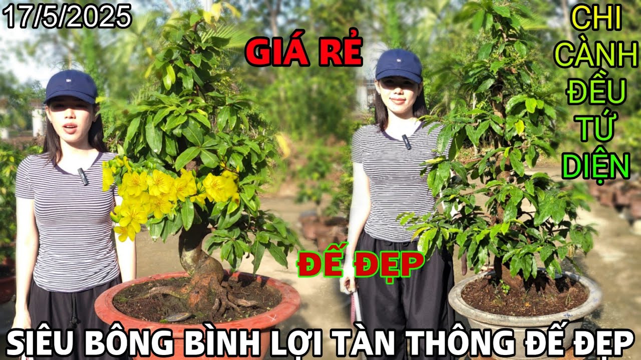 [17/5/2025] Siêu Bông Bình Lợi Tàn Thông Đế Đẹp Già Mùa | VƯỜN MAI HUỲNH GIAO