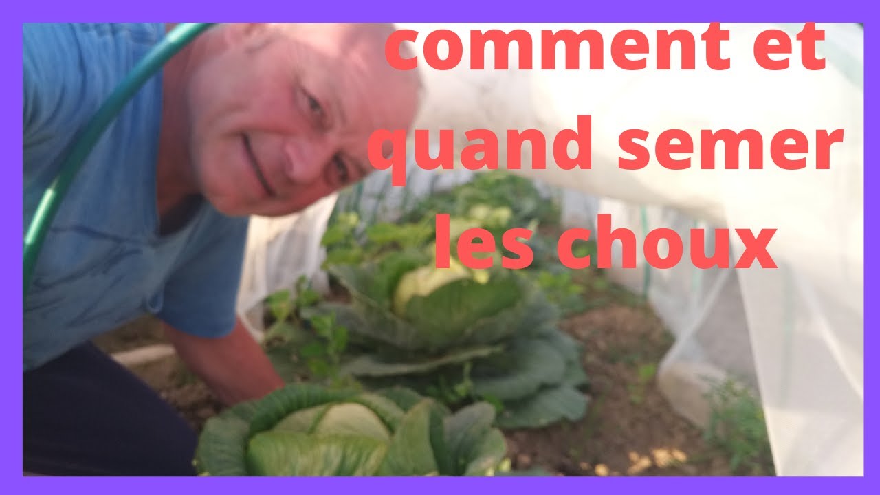 comment et quand semer les choux