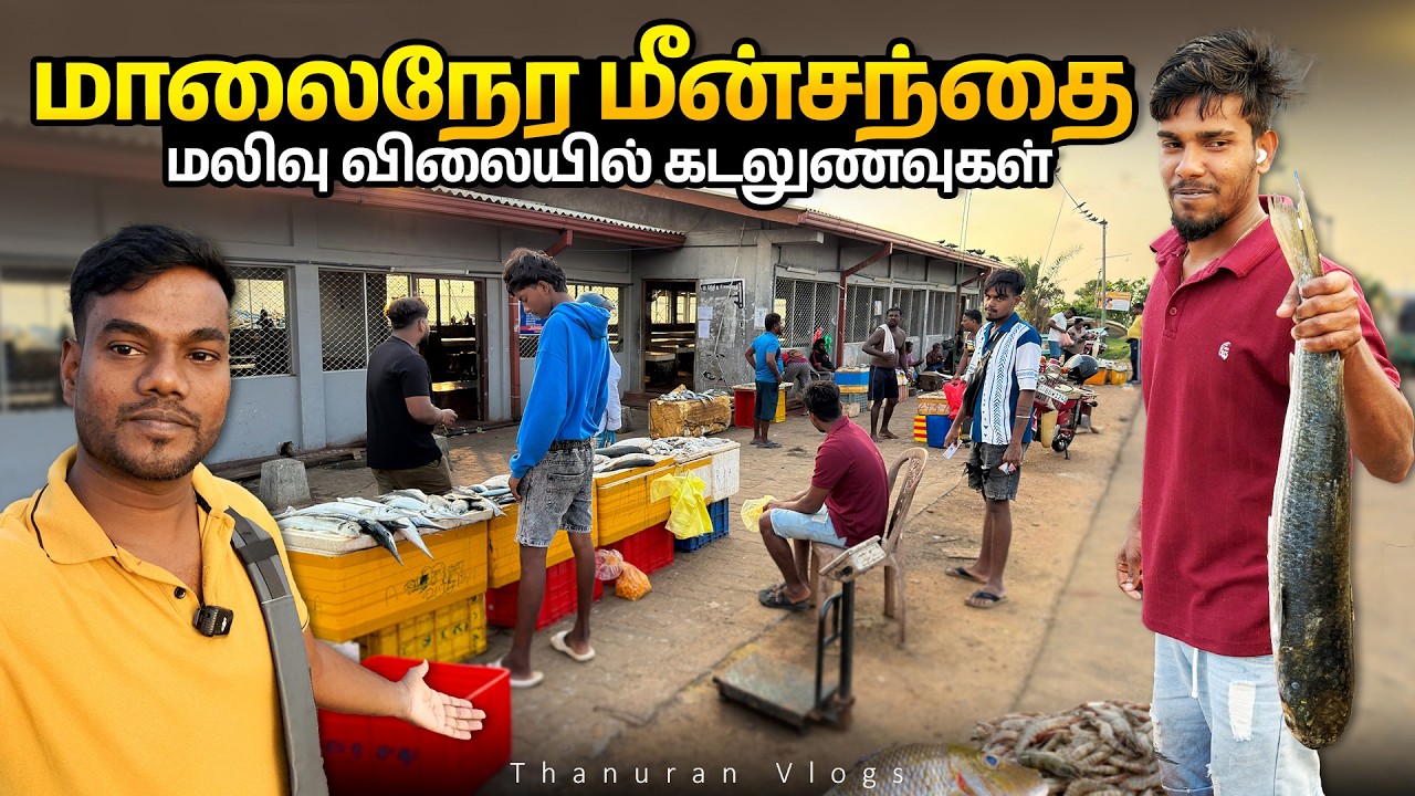உண்மை நிலவரம் என்ன? நீங்களே பாருங்கள்😡 மலிவாக விற்கப்படும் மீன்கள்! 🥺  Fish Market | Thanuran Vlogs