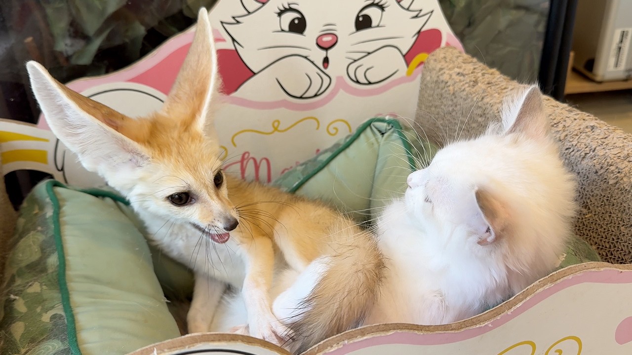 Cats & a Fox Living Together!? Japan&rsquo;s Rare Animal Cafe!🐈🦊