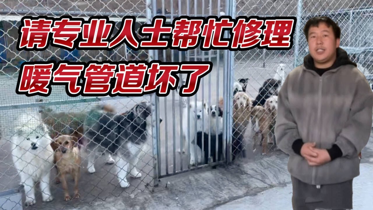 2026-1-16 Xiaoxu's Mountain Life with Dogs 今天基地的暖气管道坏了，找出了坏的地方请专业人士来维修。