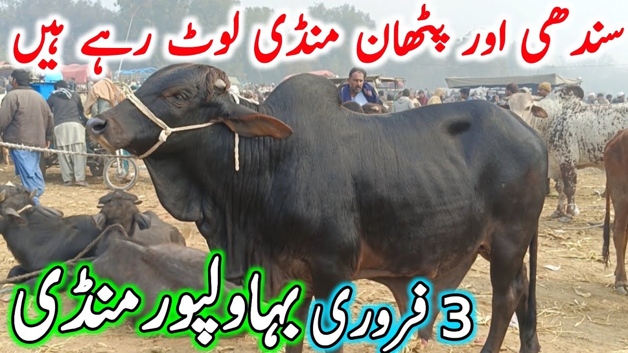 Bhawalpur Cow Mandi Today Fresh Latest Update | Sahiwal Cholistani Bachre Bachrian | Cow Mandi 2025🔥