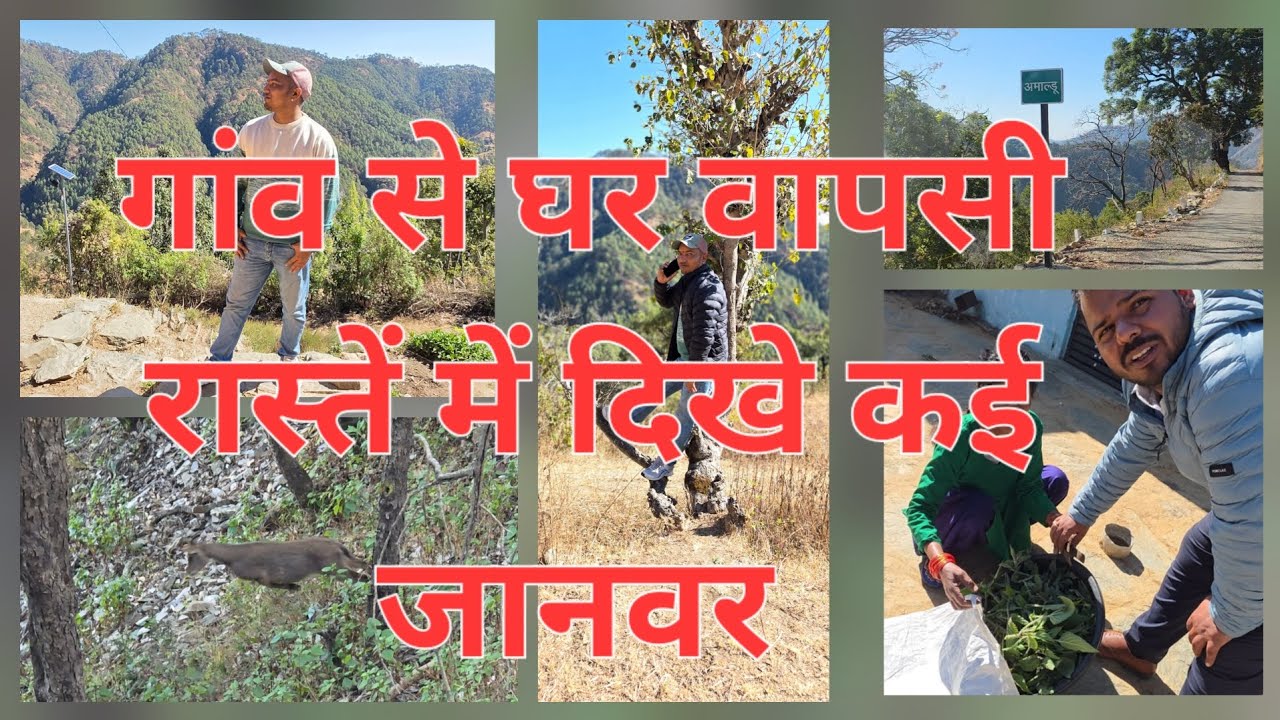 जंगली जानवर अचानक आया गाड़ी के आगे...#viral#cat  #automobile #cricketanthem#mercedes #travel  