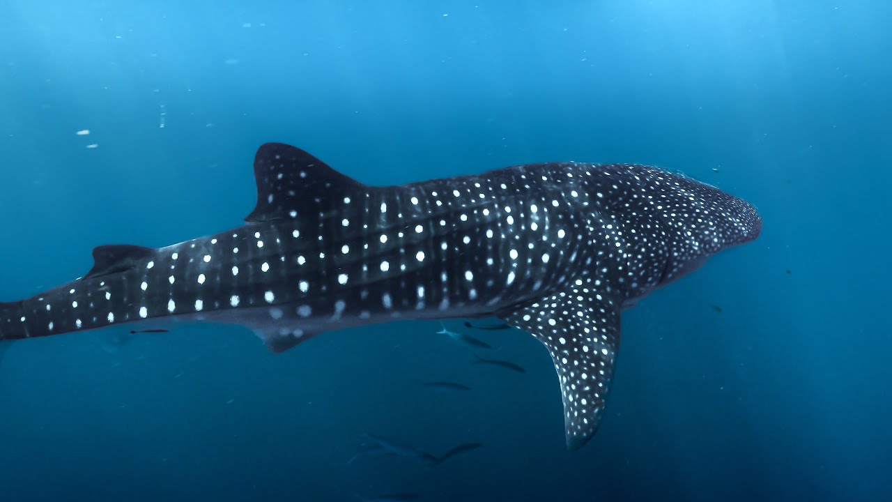 Swimming with a Whale Shark in Kenya 🇰🇪 | Diani Beach Adventure