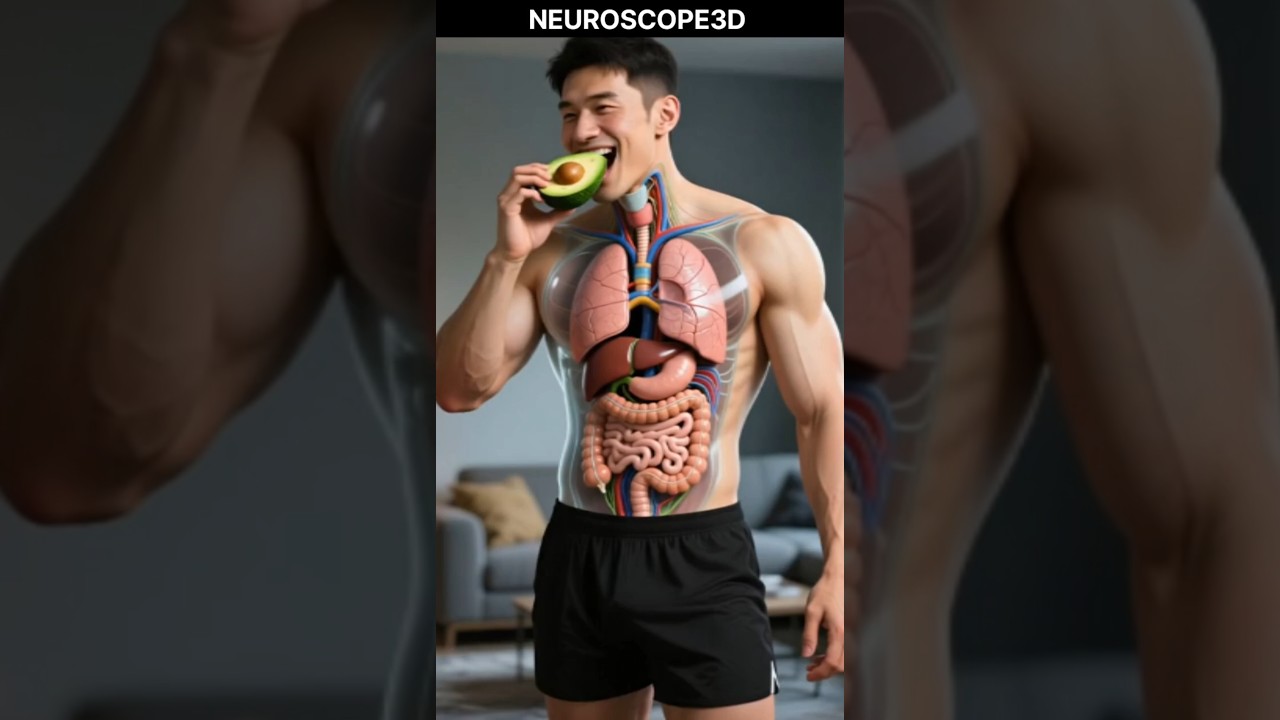 🥑 What Happens When You Eat Avocado? | 3D Medical Animation