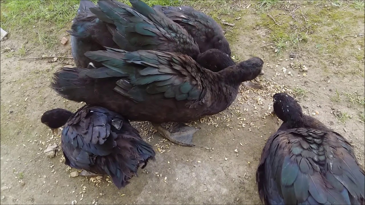 AMERİKAN (MUSCOVY,FISFIS) ÖRDEĞİ YAVRULARININ GELİŞİMİ