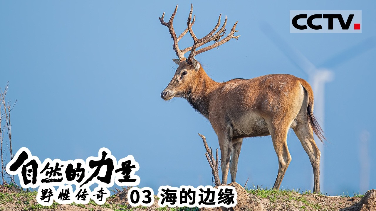 《自然的力量 野性传奇》03 海的边缘：谱写星球生命的华丽乐章 水将它所触及的一切与生命紧密相连【CCTV纪录】