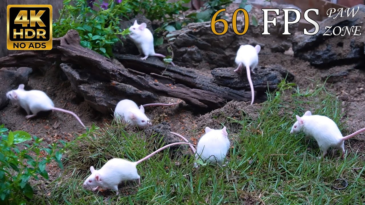 CAT TV NO ADS 🐾 Midnight Tracking Challenge: White Mice on Volcanic Black Sand 🌑 4K 60FPS