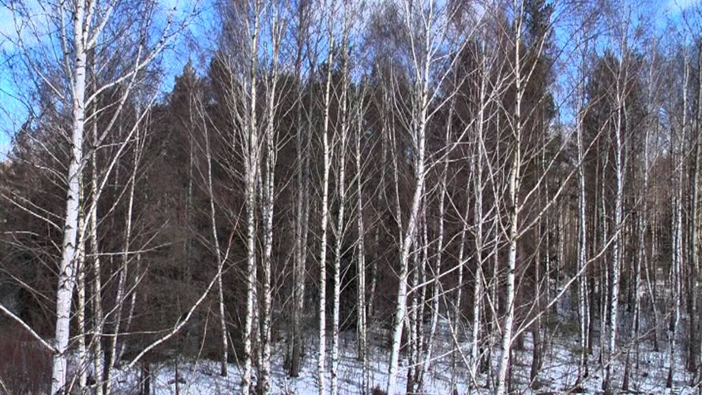 Prosto z lasu, odcinek 3/13