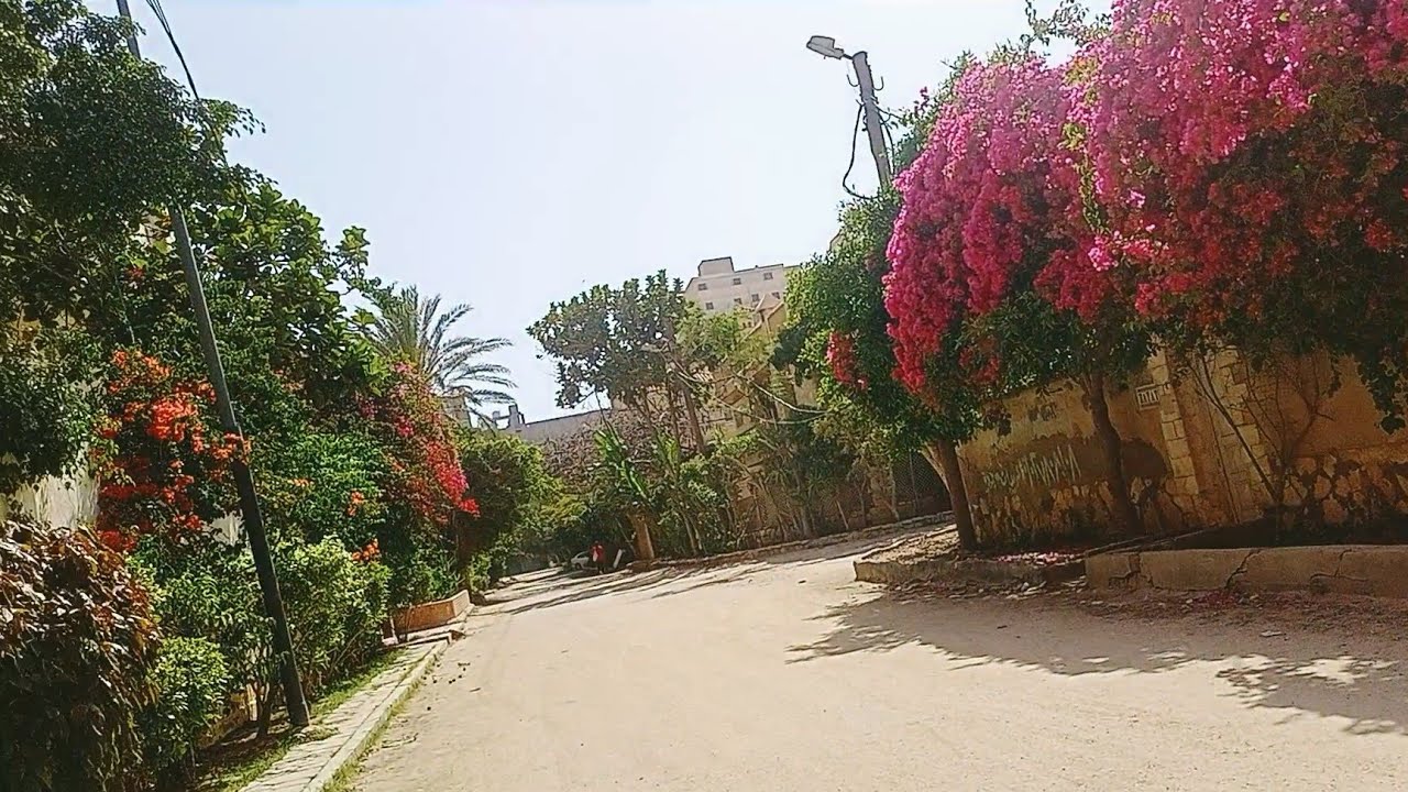 جولة فى شوارع بيانكى زى ما طلبتم فى البيطاش العجمى الإسكندرية