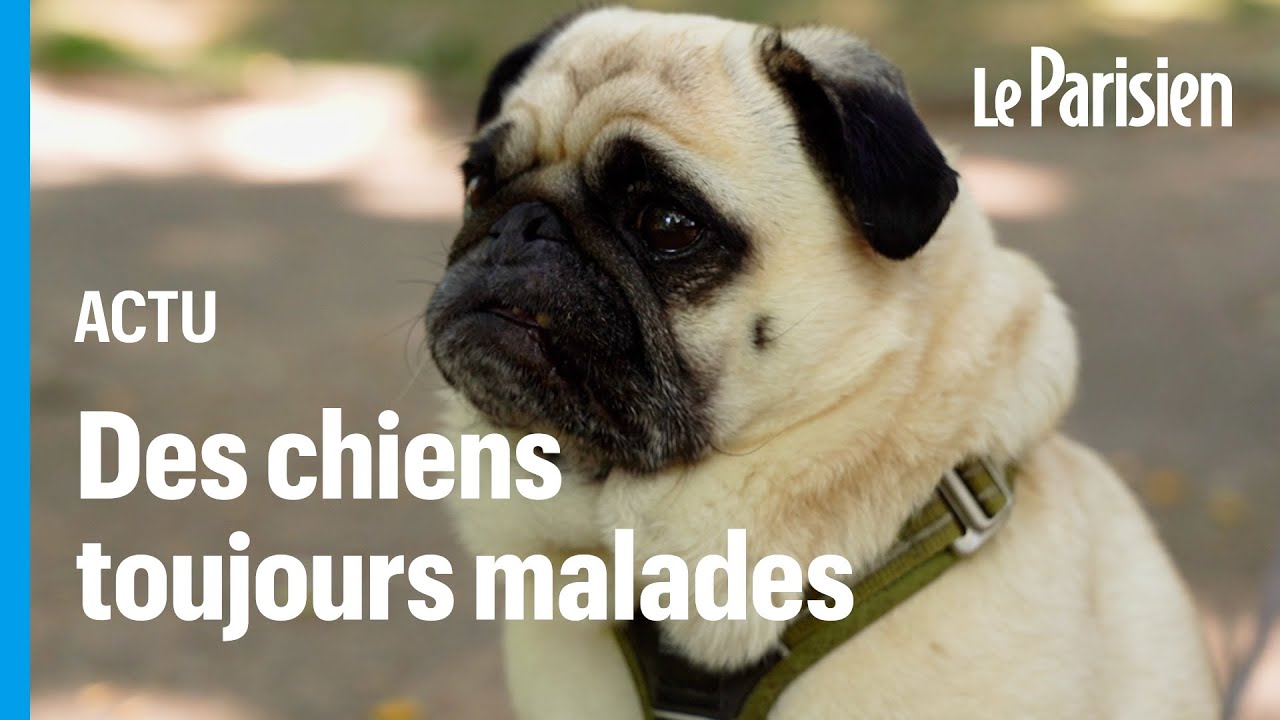 Bouledogues, carlins, teckels...attention à la mode des chiens hypertypes «programmés pour souffrir»