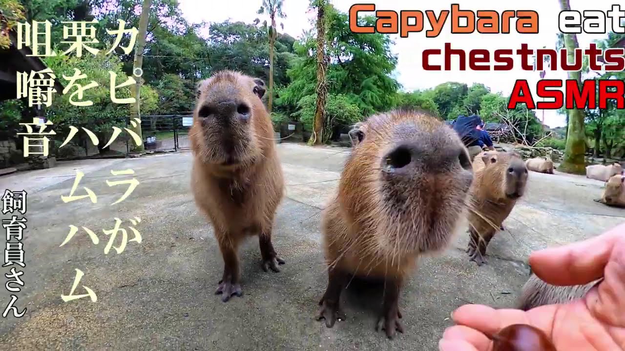 カピバラが栗をハムハム咀嚼音 Capybara eat chestnuts ASMR