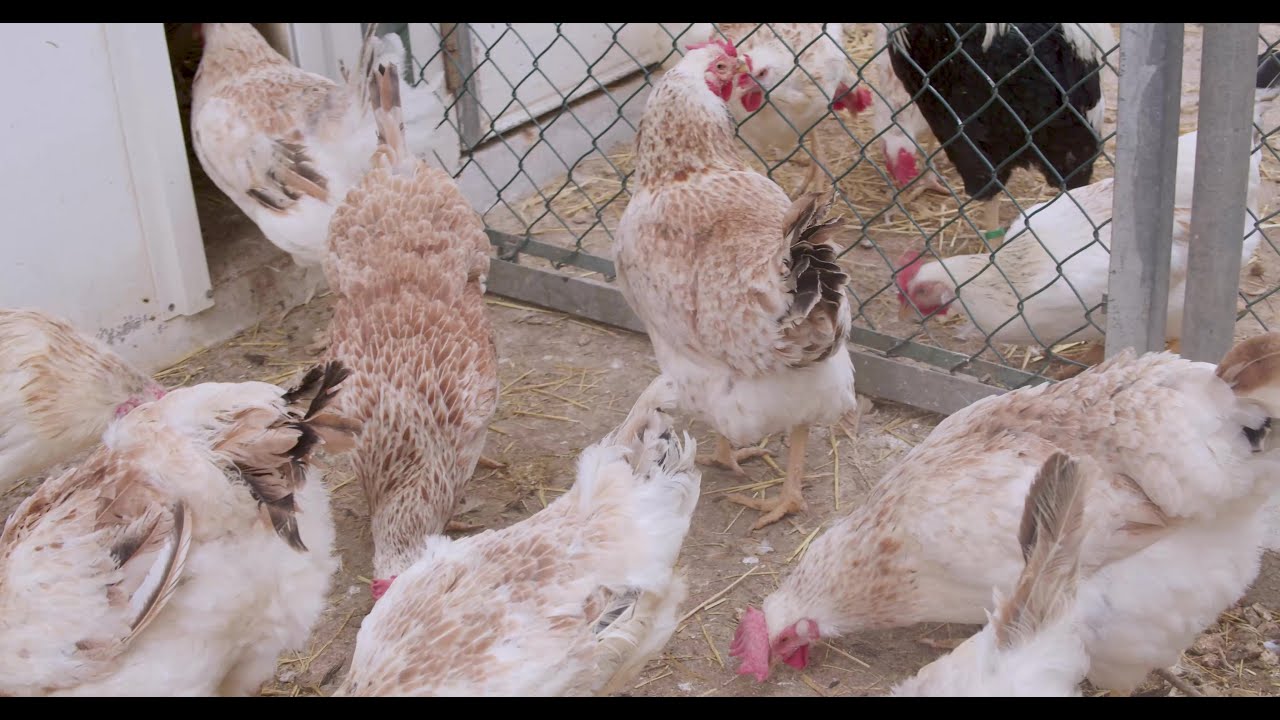 Patrimonio Agrícola y Ganadero de la Región de Murcia. I&I. La Gallina Murciana