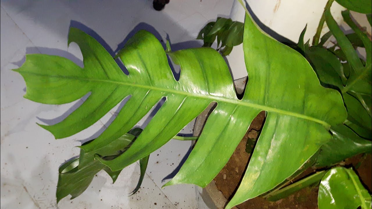 How to Grow Monstera Plant by Cutting || Monstera Delicoisa || 27 July, 2017