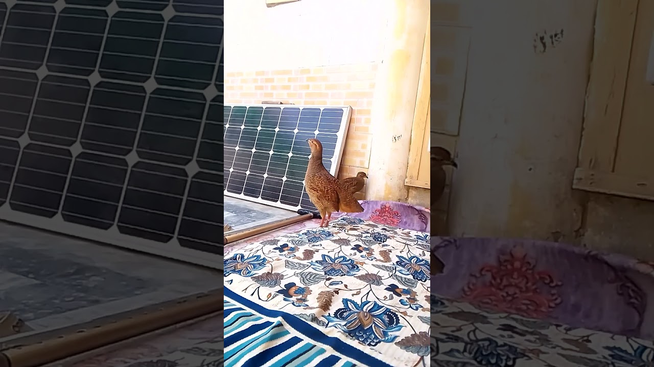 Teeter ki masti Teeter _pk