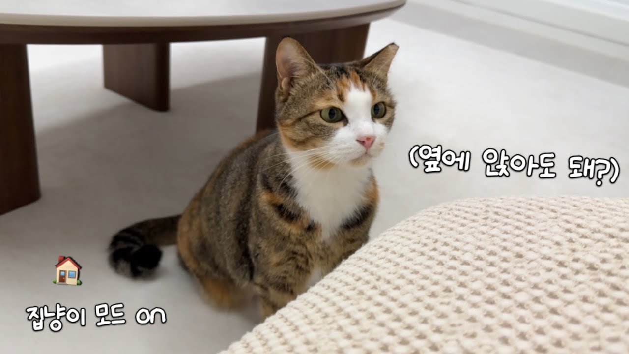 길에서 8년을 살던 고양이가 드디어 집고양이가 됐슨