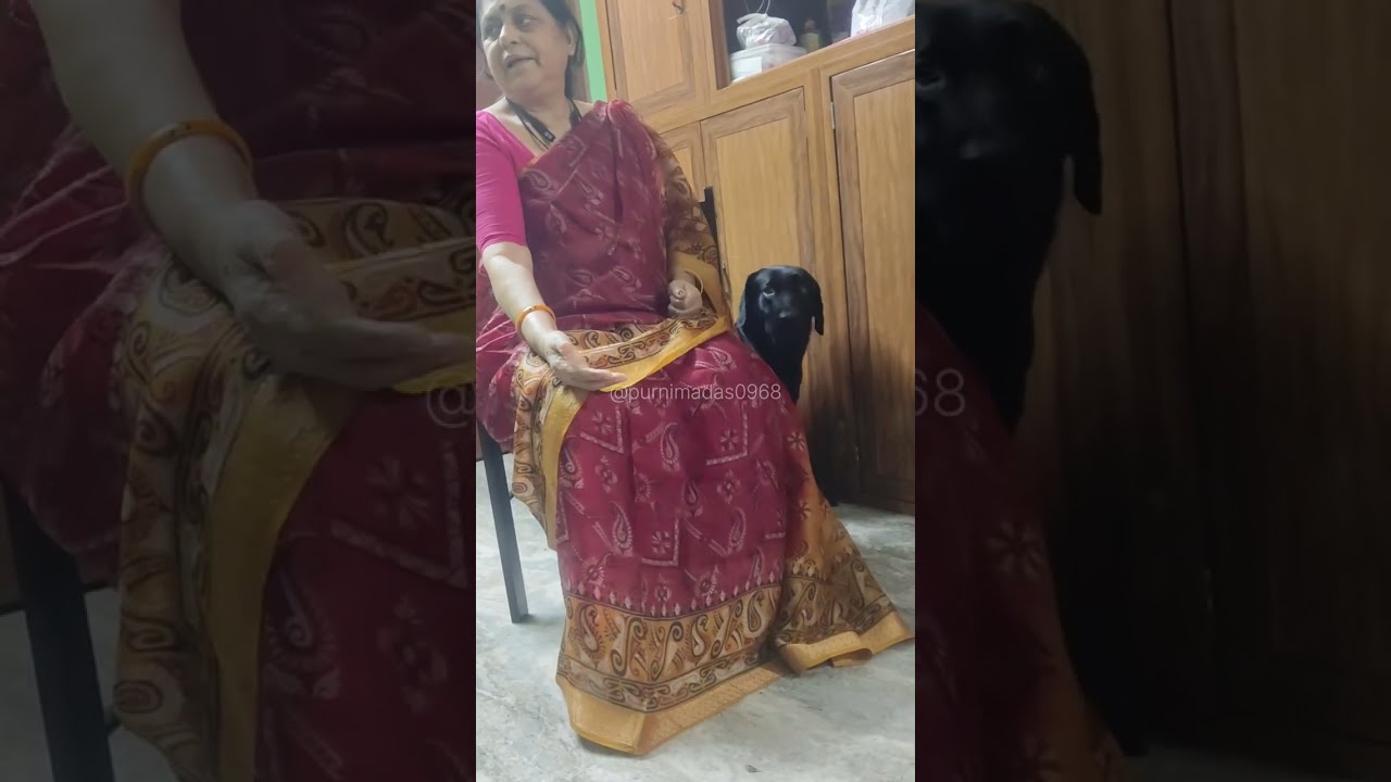 My Labrador 🦮 Rani is sad and not taking food video 763 #doglove #dog #labrador #doglife #cutedog 