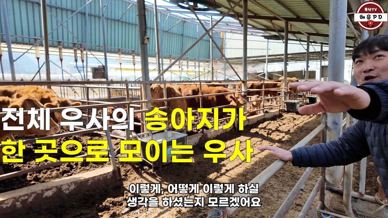 전체 우사의 송아지가 한 곳으로 모이는 구조의 우사(경산 김영관사장님)
