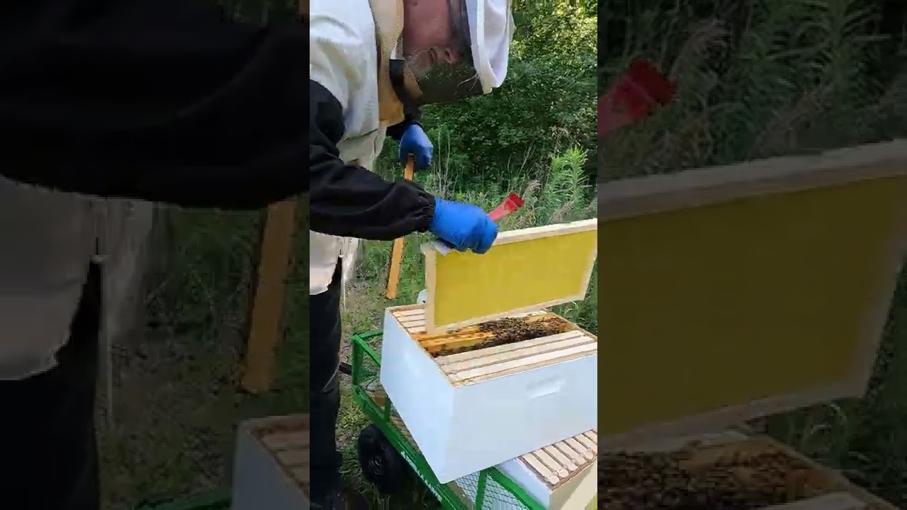 Beehive Frame for New Brood Box #Shorts