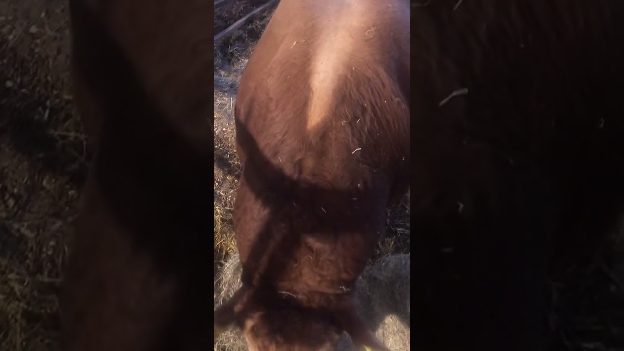 Powerful pedigree limousin bull #farming #farm #fyp #goviral #chunky #limousin