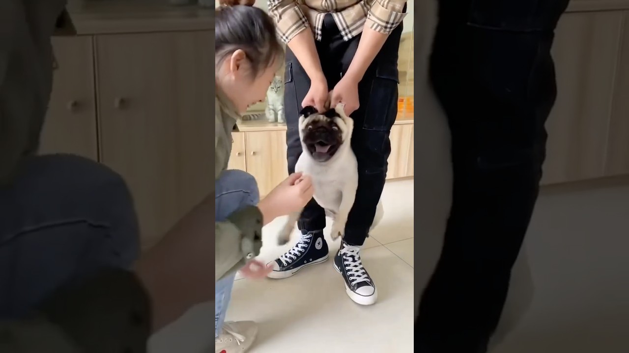 Dogs HATE Medicine