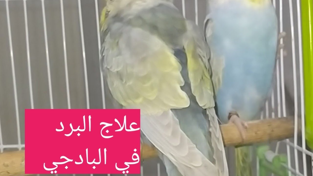 علاج البرد في البادجي