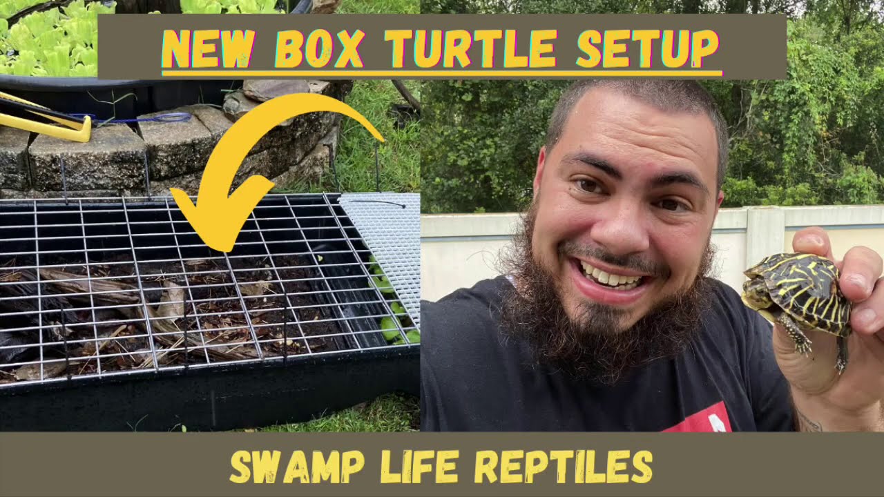 🔥 New Florida Box Turtle Setup 🔥