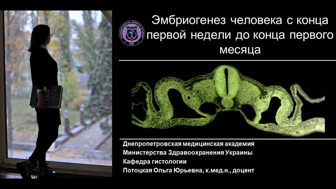 4. Гаструляция Производные зародышевых листков Лекция по эмбриологии