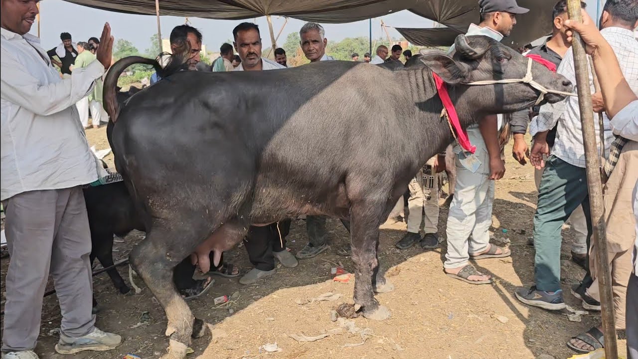4 अक्टूबर देपालपुर #मुर्रा_भैंस मंडी | मारवाड़ राजस्थान की भैंस दोपहर बाद क्या कीमत #depalpur mp