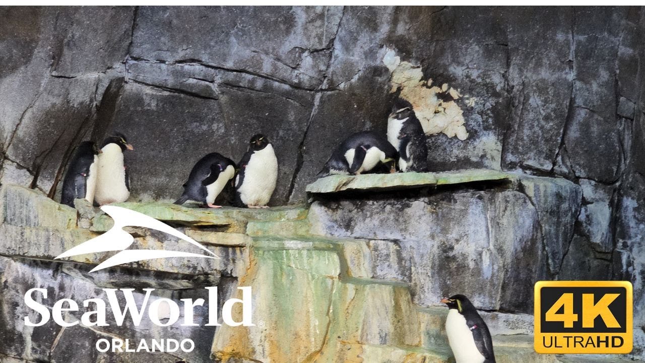 Penguin Encounter Tour 🐧 SeaWorld Orlando 2025 | Up-Close in 4K!