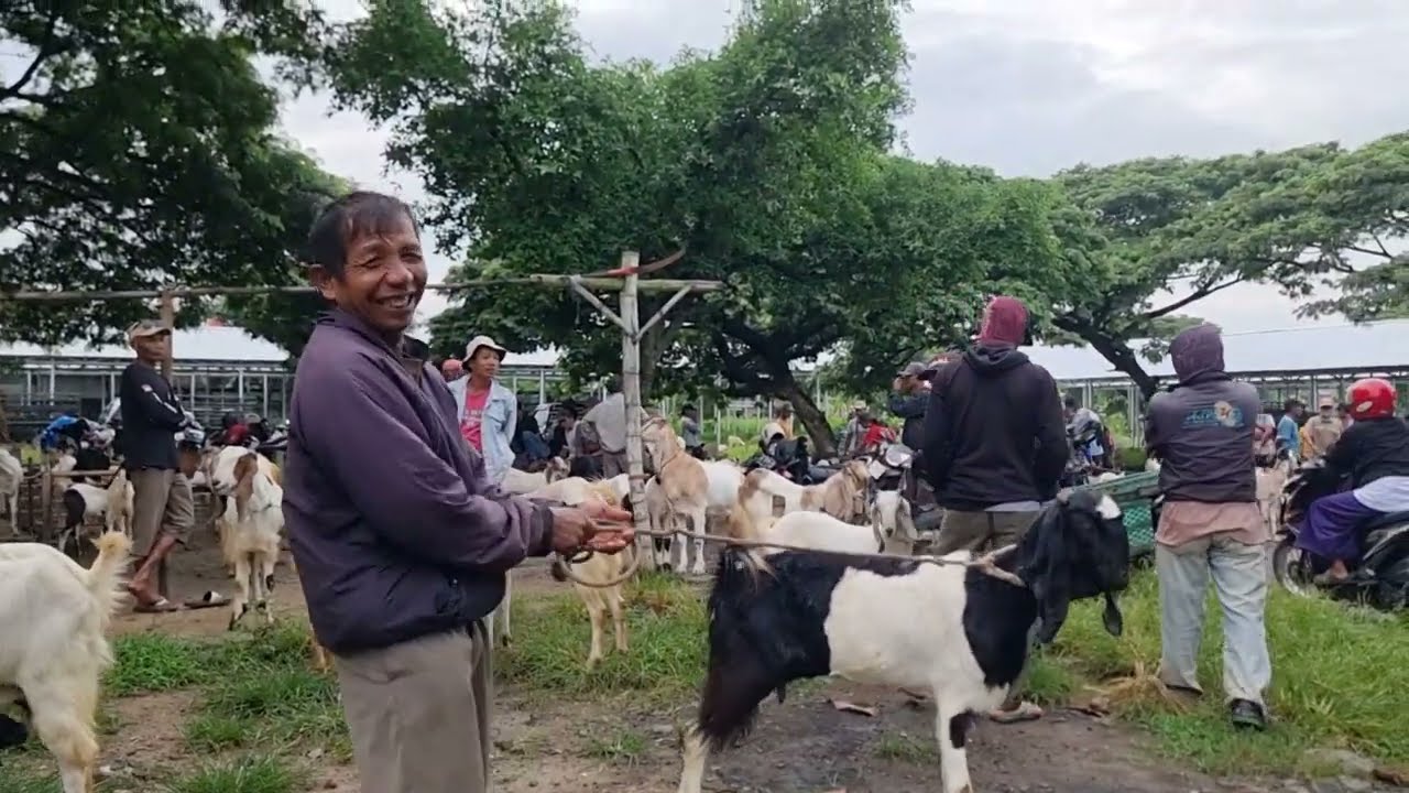 UPDATE HARGA KAMBING BETINA TERBARU pasar kambing sumberjo rembang | kamis 26 febuari 2026