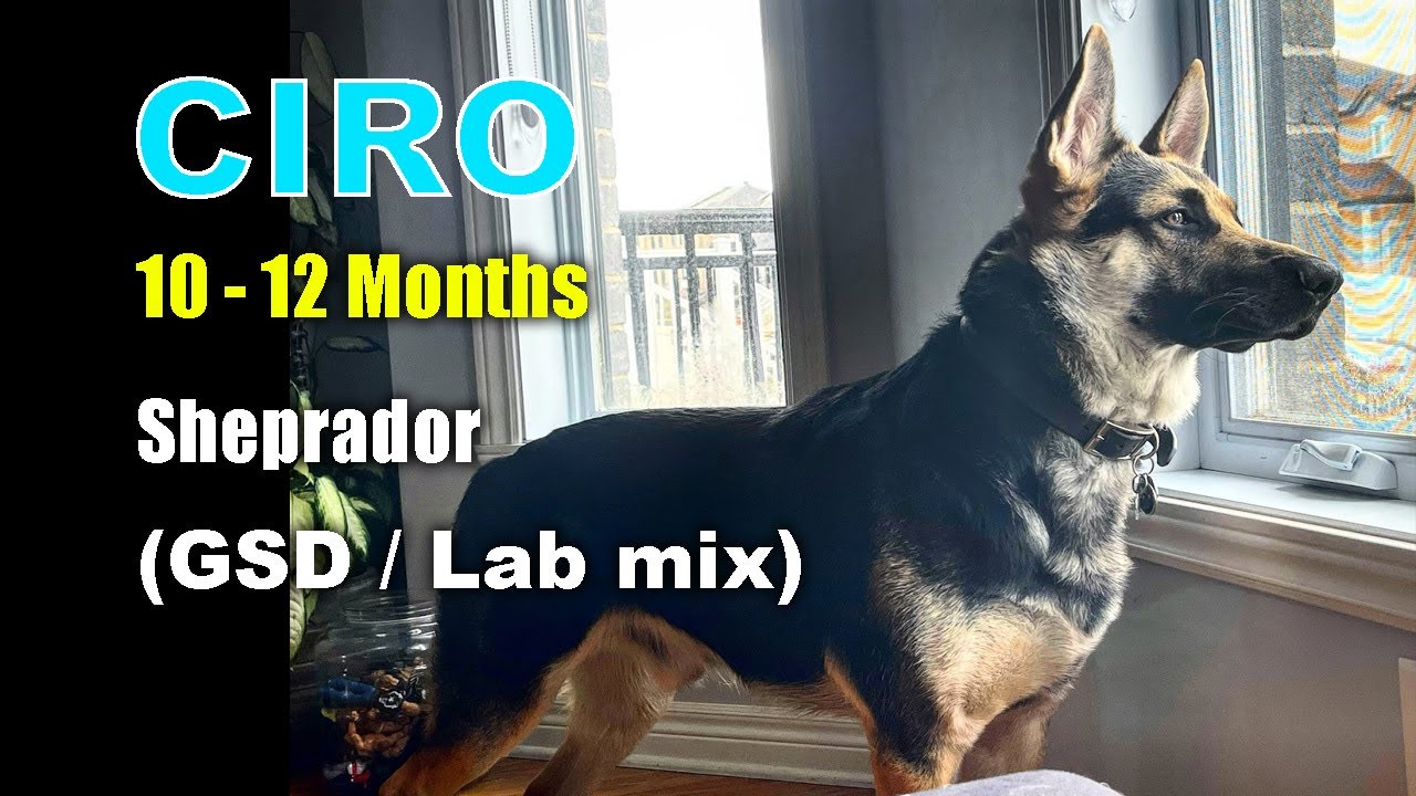 Ciro at 10-12 Months: Puppy Growth & Milestones (GSD/Lab Mix)