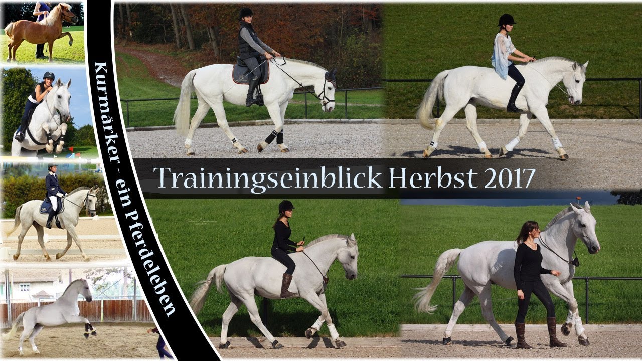 [Training] Dressur, Halsring & Freiheitsdressur - das vielseitige Sportpferd!