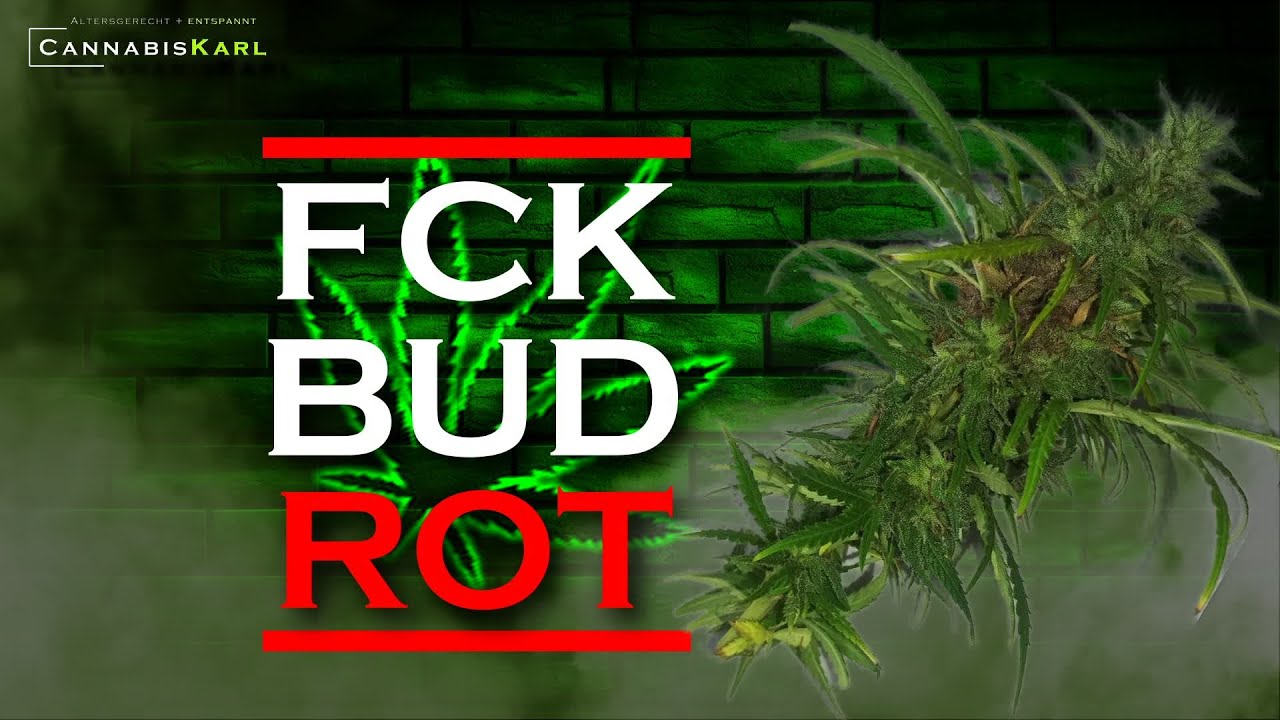 Bud Rot: Katastrophe kurz vor der Ernte - Guter Anbau, b&ouml;ses Ende durch Bl&uuml;tenf&auml;ule?