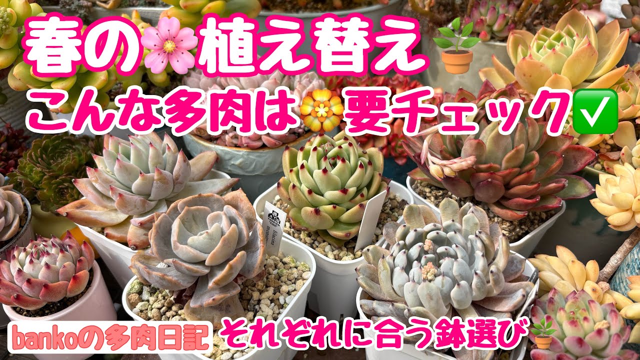 【多肉日記#363】冬にまさかの〇〇😱植え替える❓植え替えない❓合う鉢に植え替えました🪴