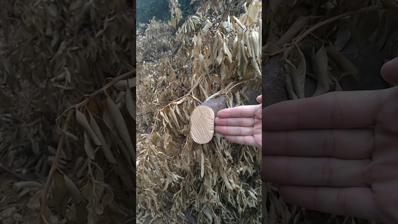 5090GL Cabina con trituradora TVC-150 Cancela