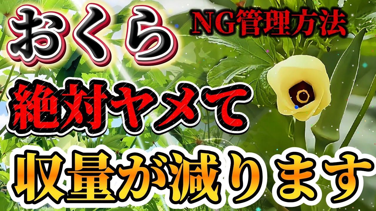 【おくら】収穫量落ちたら確認して！！収穫を落とすやりがちなNG管理はコレです！