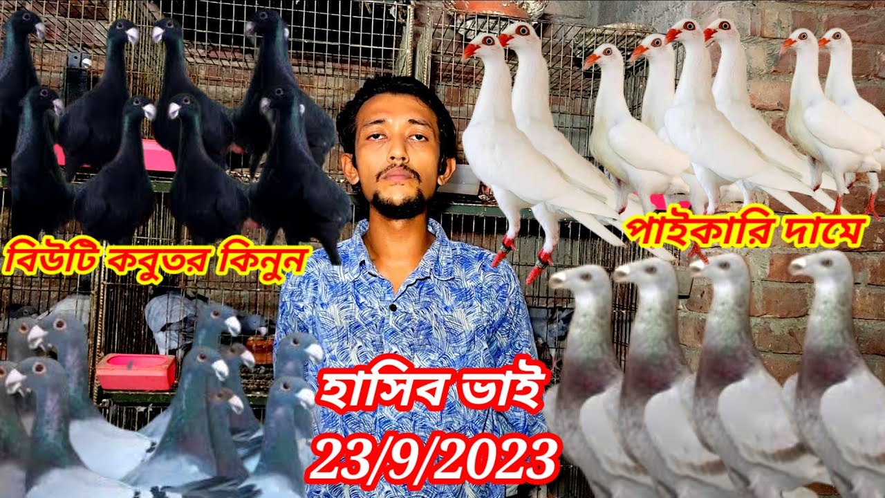 বিউটি কবুতরের দাম জানুন, ও পাইকারি দামে বিউটি কবুতর কিনুন,#কমদামি_কবুতর,